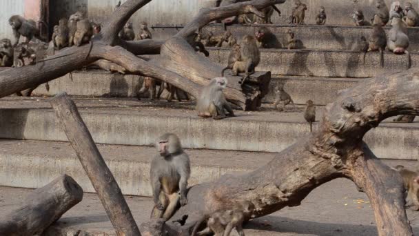 Madridská Zoo Španělsko Natáčení Španělsku — Stock video