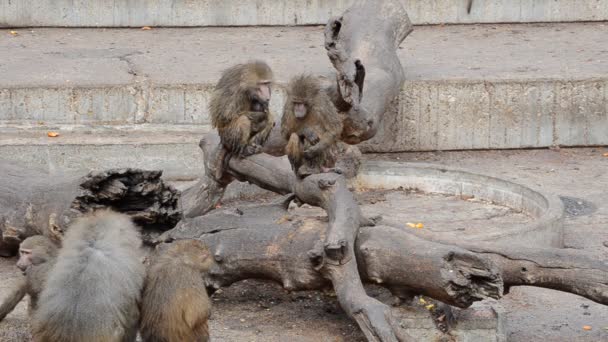 Madridská Zoo Španělsko Natáčení Španělsku — Stock video