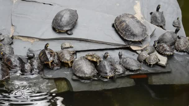 Schieten Schildpadden Schieten Spanje — Stockvideo