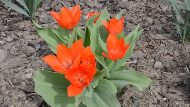 Vårblommor Skjutning Blommor — Stockvideo