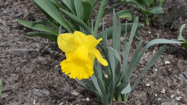 Voorjaarsbloemen Schieten Van Bloemen — Stockvideo