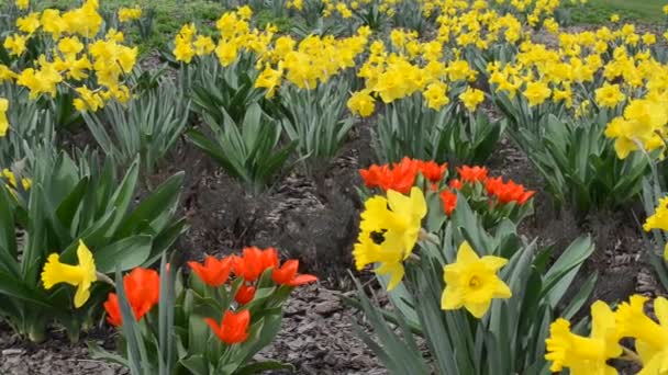 Spring Flowers Shooting Flowers — Stock Video