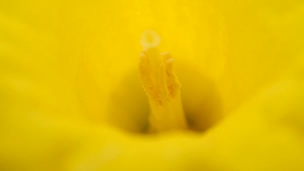 Ανοιξιάτικα Λουλούδια Σκοποβολή Λουλουδιών — Αρχείο Βίντεο