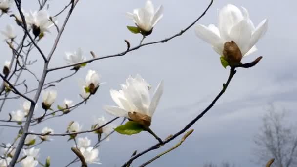 Весняні Квіти Стрілянина Квітів — стокове відео