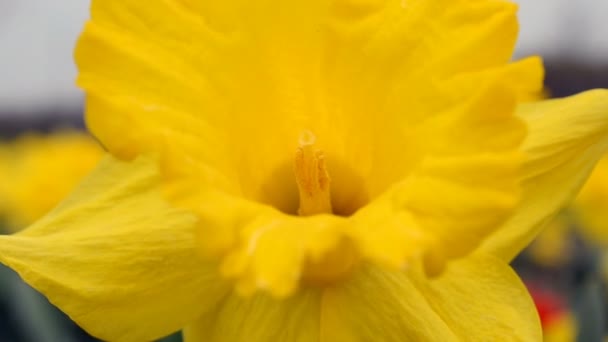 Voorjaarsbloemen Schieten Van Bloemen — Stockvideo