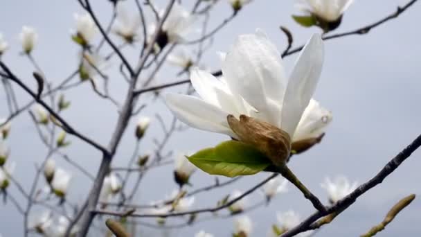 Frühlingsblumen Abschuss Von Blumen — Stockvideo