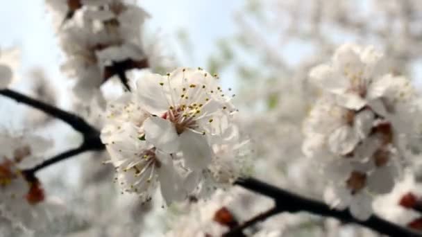 Obstbaumblüte Aus Nächster Nähe — Stockvideo