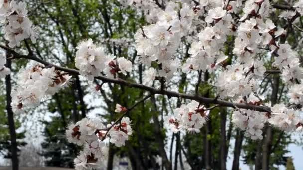 Gros Plan Sur Floraison Des Arbres Fruitiers — Video