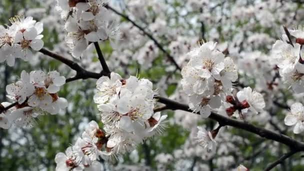 Frukt Träd Blossom Närbild — Stockvideo