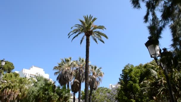 Palmeras Cádiz Ciudad Cádiz España Andalucía Palmeras Cádiz — Vídeo de stock