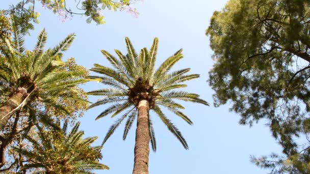 Пальмы Кадисе Город Кадис Испания Андалусия Пальмы Кадисе — стоковое видео
