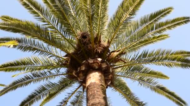 Пальмові Дерева Кадісі Місто Кадіс Іспанія Андалусія Пальмові Дерева Кадісі — стокове відео