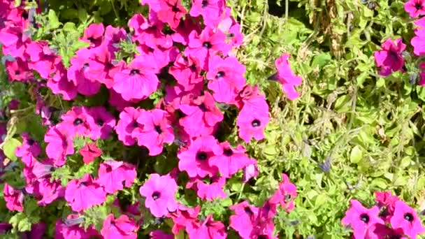 Flowers Bed June — Stock Video