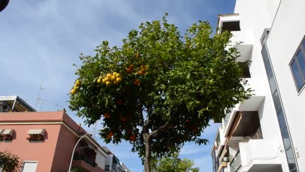 Spanya Portakal Ağacı — Stok video