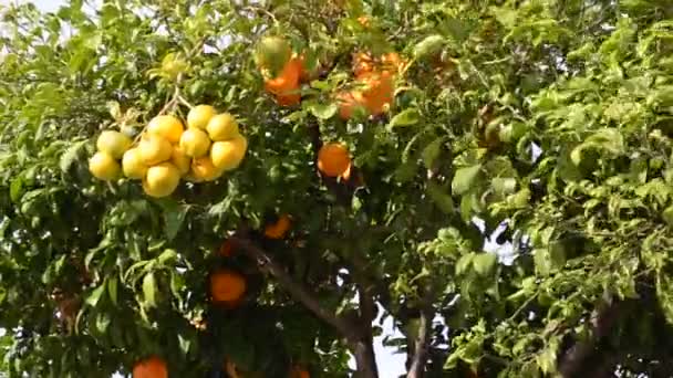 スペインのオレンジの木 — ストック動画