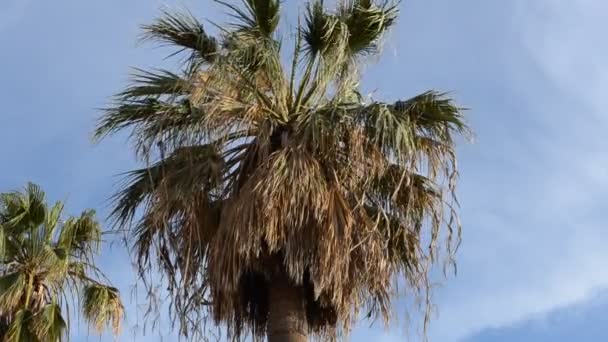 Chipiona Ciudad Andalucía España Chipiona — Vídeo de stock