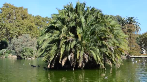 Barcelonai Ciudadela Park Fényképezés Spanyolországban — Stock videók