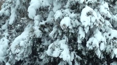 Kış günü. Parkta çekim. Kışın çekim..