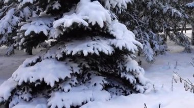 Kış günü. Parkta çekim yapmak. Kışın homurdanmak..