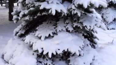 Kışın kar altında firavun ağacı. Kışın çekim..