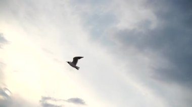 Bir martının uçuşu. Yavaş çekim.