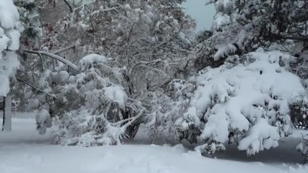 Зимовий День Стрілянина Парку Зйомки Взимку — стокове відео