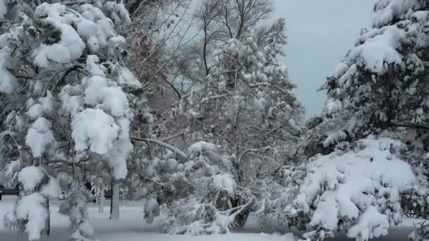 Χειμερινή Μέρα Πυροβολισμοί Στο Πάρκο Σκοποβολή Χειμώνα — Αρχείο Βίντεο