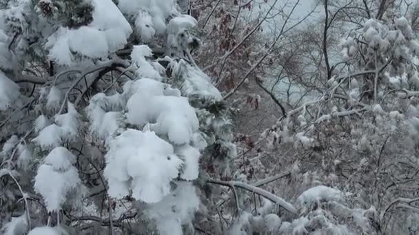 Día Invierno Disparos Parque Disparos Invierno — Vídeo de stock