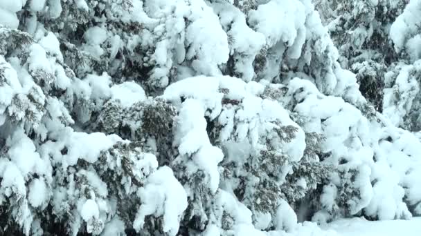 Giornata Invernale Sparatoria Nel Parco Sparatoria Nell Inverno — Video Stock