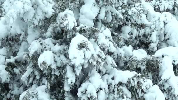 Día Invierno Disparos Parque Disparos Invierno — Vídeo de stock