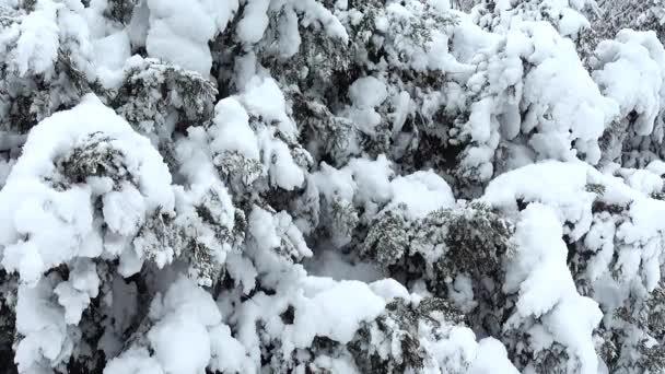 Día Invierno Disparos Parque Disparos Invierno — Vídeo de stock