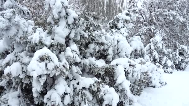 Dia Inverno Tiroteio Parque Tiro Inverno — Vídeo de Stock