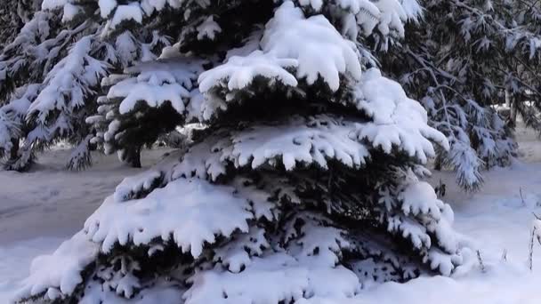 Dia Inverno Tiro Parque Tiro Inverno — Vídeo de Stock