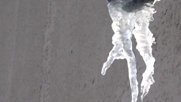 Νερό Στάζει Από Παγοκύστες Σκοποβολή Χειμώνα — Αρχείο Βίντεο