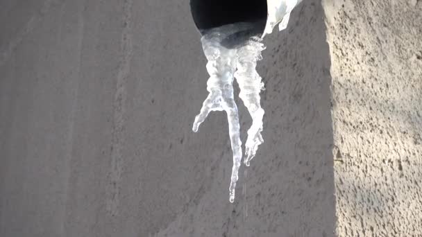 Water Dripping Icicles Shooting Winter — Stock Video