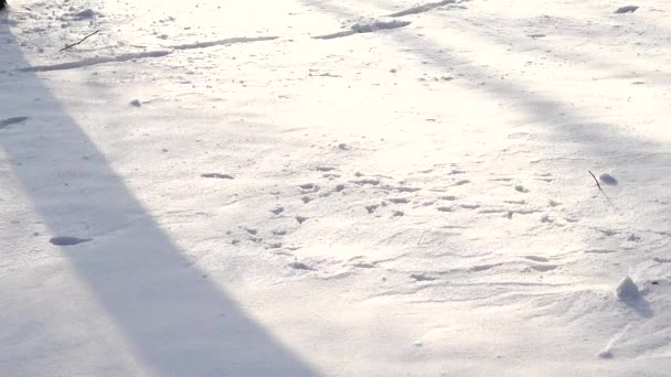 冬の日 公園での撮影 冬の射撃 — ストック動画