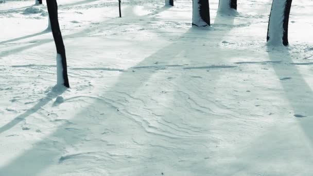 冬日在公园里开枪冬季枪击案 — 图库视频影像
