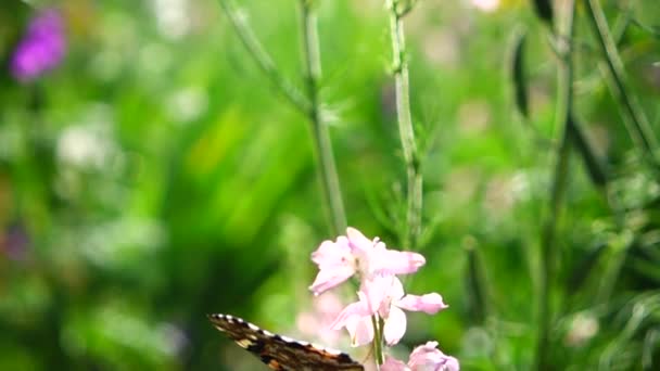 Vlinder Bloemen Langzame Beweging — Stockvideo