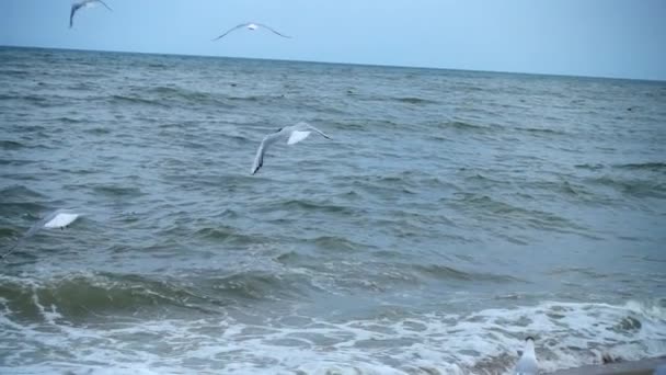 Vuelo Una Gaviota Movimiento Lento — Vídeos de Stock