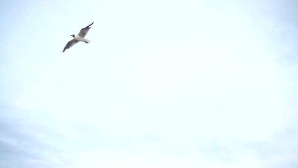 Flight Seagull Slow Motion — Stock Video