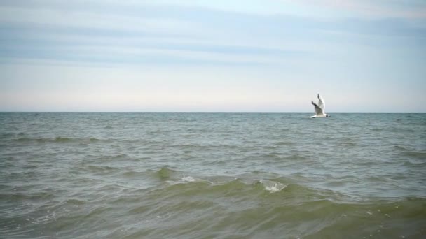 Vlucht Van Een Meeuw Langzame Beweging — Stockvideo