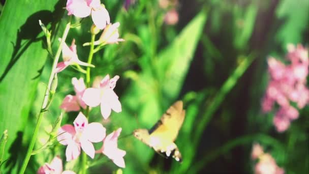 Borboleta Sphingidae Movimento Lento — Vídeo de Stock