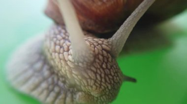 Bahçe salyangozu vurmak. Makro çekim.