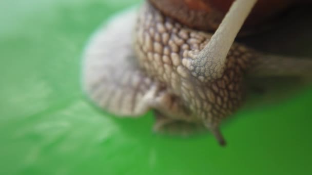 Abschuss Einer Gartenschnecke Abschuss Von Makro — Stockvideo