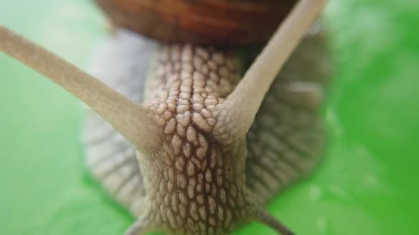 Abschuss Einer Gartenschnecke Abschuss Von Makro — Stockvideo