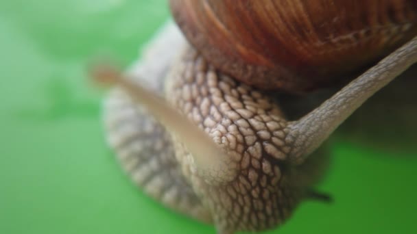 射击一只花园蜗牛 宏观枪击案 — 图库视频影像
