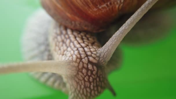 Abschuss Einer Gartenschnecke Abschuss Von Makro — Stockvideo