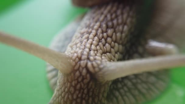 庭のカタツムリの撮影 マクロ撮影 — ストック動画
