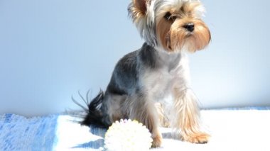 Yorkshire Terrier köpeği. Yazın çekim..