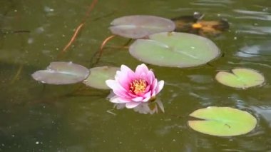 güzel pembe su zambağı (nilüfer çiçeği))